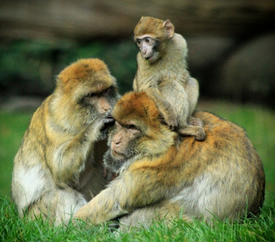 Woburn5-macaque Family